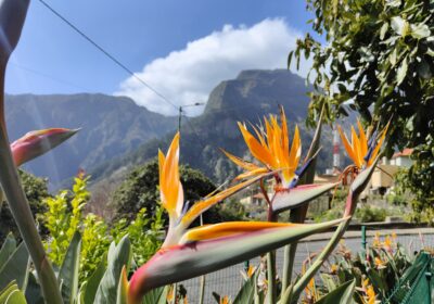 Paradijsvogelbloemen op Madeira