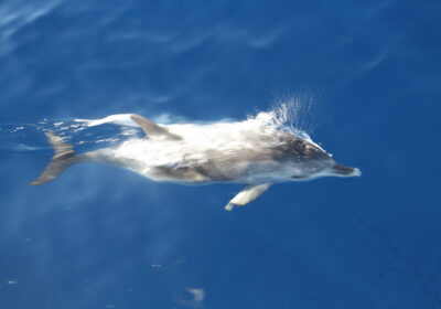 Dolphijn spotten tijdens een zeilvakantie