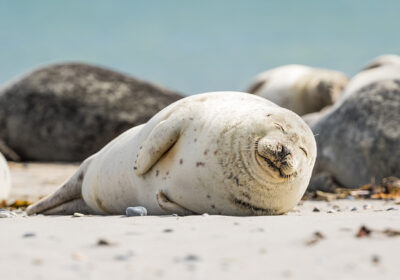 zeehonden-waddenzee Zeehonden op het strand