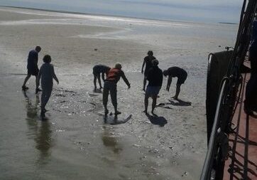 Scharrelen op de zandbank