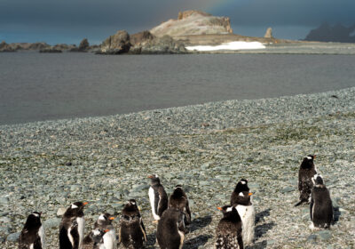 amazone-antarctica Pinguïns in Antarctica bij zeilreis langs ijsbergen en zee-ijs