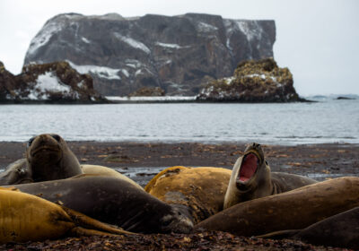 amazone-antarctica Antarctica expeditie met zeehonden en ijsbergen in poolgebied
