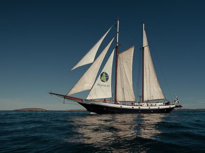 amazone-zeilend