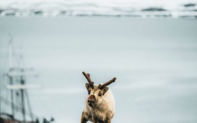 Rendier in Spitsbergen