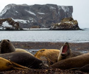 Antarctica expeditie met zeehonden en ijsbergen in poolgebied
